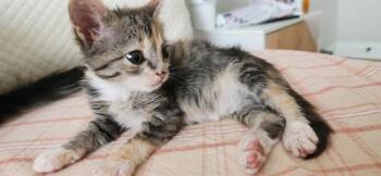 SUMMER -  Domestic Short Hair Cat for Adoption in Charlotte, North Carolina - SUMMER | PetCurious