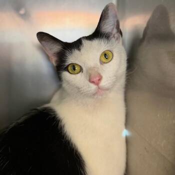 Jelly -  Domestic Short Hair Cat for Adoption in Columbus, Ohio - Jelly | PetCurious