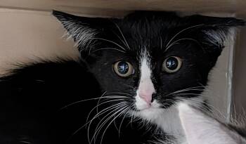 Rescue Domestic Short Hair Cats for Adoption in Bisbee, Arizona - Pogo | PetCurious