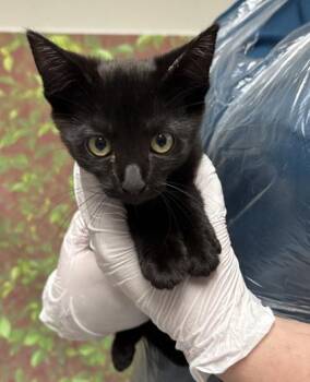 Luna -  Domestic Short Hair Cat for Adoption in San Antonio, Texas - Luna | PetCurious