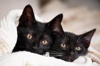 Doozer and Gobo -  Domestic Short Hair Cat for Adoption in Seattle, Washington - Doozer And Gobo | PetCurious