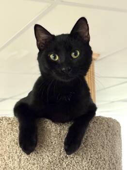 Rescue Domestic Short Hair Cats for Adoption in Boiling Springs, Pennsylvania - Figaro | PetCurious