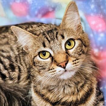 Gracie - Rancho Cucamonga PetSmart -  Domestic Medium Hair Cat for Adoption in Yorba Linda, California - Gracie - Rancho Cucamonga PetSmart | PetCurious