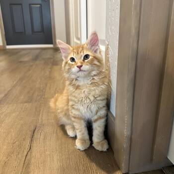 Domestic Medium Hair Cats Available for Adoption in Spokane, Washington - Rusty | PetCurious