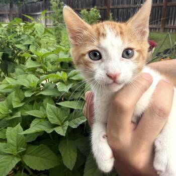 Felix -  Domestic Short Hair Cat Available for Adoption in San Antonio, Texas - Felix | PetCurious
