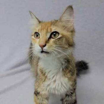 Rainbow Road -  Domestic Medium Hair Cat Available for Adoption in Valdosta, Georgia - Rainbow Road | PetCurious