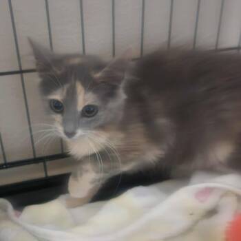 Rescue Domestic Long Hair Cats for Adoption in Eagle Mountain, Utah - Cicada Casper | PetCurious