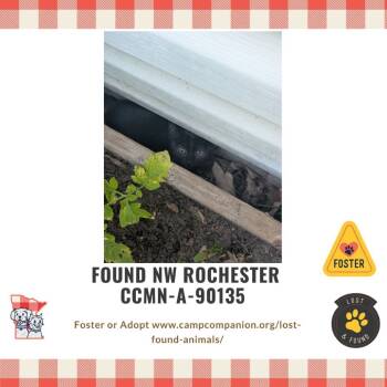 Rescue Domestic Short Hair Cats for Adoption in Rochester, Minnesota - Paladin Danse | PetCurious