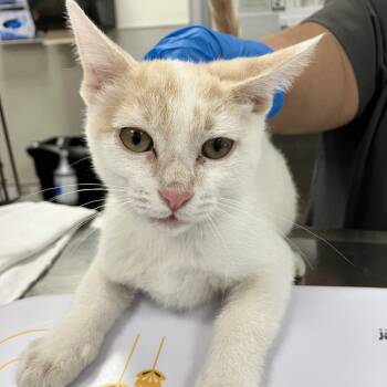 Warren -  Domestic Short Hair Cat for Adoption in Las Cruces, New Mexico - Warren | PetCurious