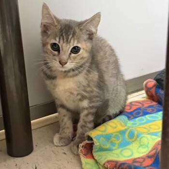 BCSO-Stray-106676_2 -  American Shorthair Cat for Adoption in Melrose, Florida - BCSO-Stray-106676_2 | PetCurious