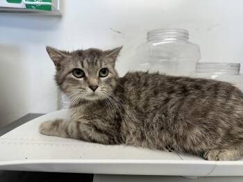 Momma Flower -  Domestic Medium Hair Cat for Adoption in Benld, Illinois - Momma Flower | PetCurious
