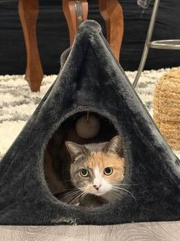 Domestic Short Hair Cats Available for Adoption in Trenton, New Jersey - Ziva | PetCurious