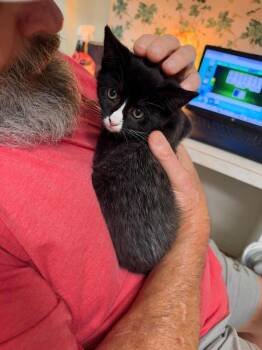 Nugget -  Domestic Short Hair Cat for Adoption in Milton, Delaware - Nugget | PetCurious