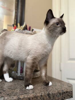 Rescue Domestic Short Hair Cats for Adoption in Mesquite, Texas - Oliver | PetCurious