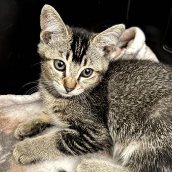 Castle -  Domestic Short Hair Cat for Adoption in Long Beach, California - Castle | PetCurious