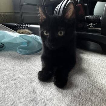 Koko -  Domestic Short Hair Cat for Adoption - Koko | PetCurious