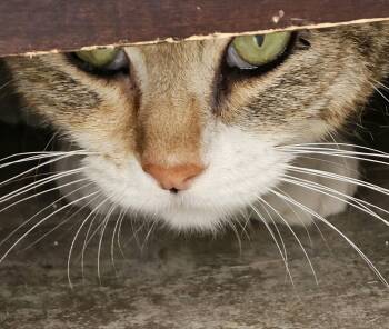 Rescue Torbie Cats for Adoption in Lenexa, Kansas - Greta | PetCurious