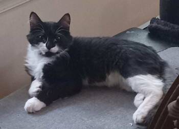 Rescue Domestic Short Hair Cats for Adoption in Rustburg, Virginia - Sugar - Not At Shelter (Cheryl) | PetCurious