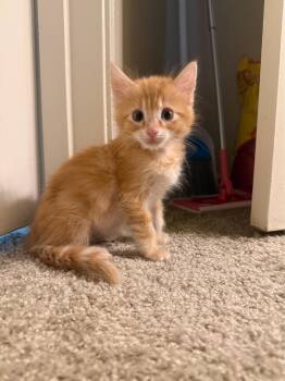 Pumpkin -  Domestic Short Hair Cat for Adoption in Beaverton, Oregon - Pumpkin | PetCurious