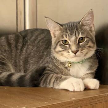 Pinto -  Domestic Short Hair and Tabby Cat for Adoption in Antioch, California - Pinto | PetCurious