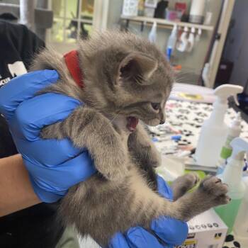 Couponz -  Domestic Short Hair Cat for Adoption in Mt. Juliet, Tennessee - Couponz | PetCurious