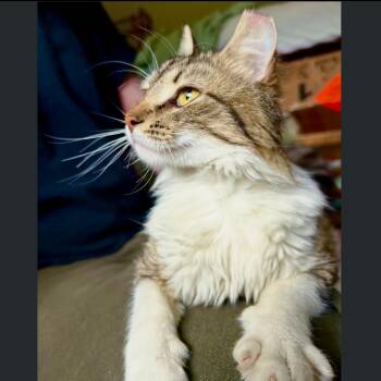 Domestic Medium Hair Cats Available for Adoption in Columbia, Missouri - Annie | PetCurious
