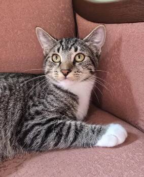 Anna -  Domestic Short Hair Cat for Adoption in Wilmington, North Carolina - Anna | PetCurious