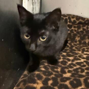 Wonder -  Domestic Medium Hair Cat for Adoption in Charleston, West Virginia - Wonder | PetCurious