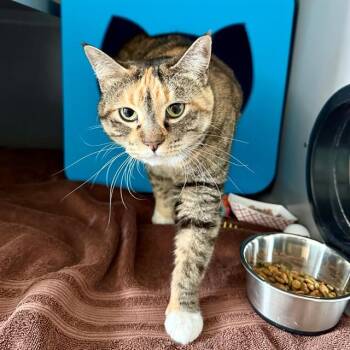 Domestic Short Hair Cats Available for Adoption in Leesburg, Virginia - PIPER | PetCurious