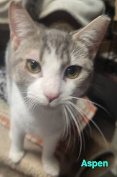 Domestic Short Hair Cats Available for Adoption - Aspen | PetCurious