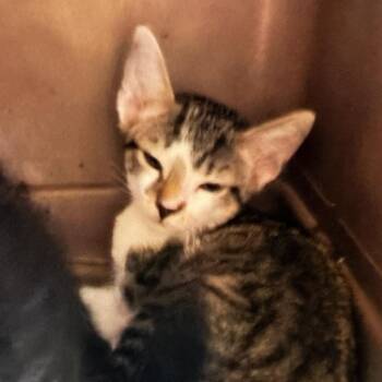 Beatrix -  Domestic Medium Hair Cat for Adoption in Durant, Oklahoma - Beatrix | PetCurious