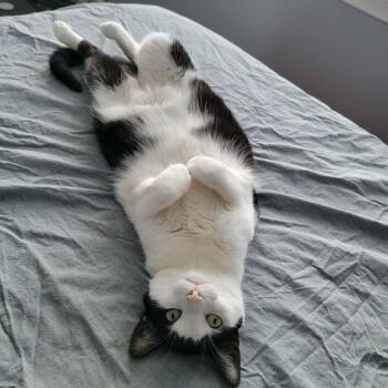 Juno (bonded w/ Mr. Nolan) -  Domestic Short Hair Cat for Adoption in Hamilton, Ontario - Juno (bonded W/ Mr. Nolan) | PetCurious