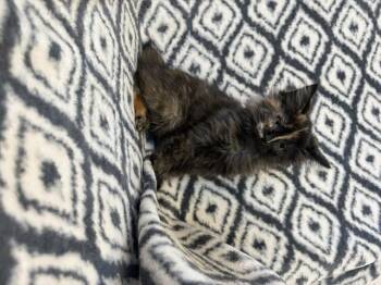 Scrabble -  Domestic Short Hair Cat Available for Adoption in Bethel Park, Pennsylvania - Scrabble | PetCurious