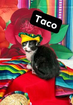 Domestic Short Hair Cats Available for Adoption in Sevierville, Tennessee - Taco | PetCurious