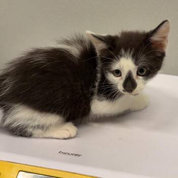Pretty -  Domestic Short Hair Cat for Adoption in Tampa, Florida - Pretty | PetCurious