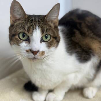 Domestic Short Hair Cats Available for Adoption - Cali | PetCurious