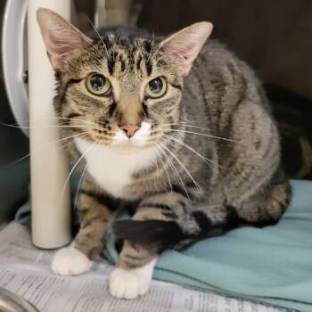Rescue Domestic Short Hair Cats for Adoption in Columbia, Missouri - Sweet Tart | PetCurious
