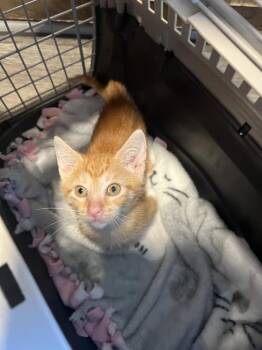Orange Crush -  Domestic Short Hair Cat for Adoption in Wilmington, North Carolina - Orange Crush | PetCurious