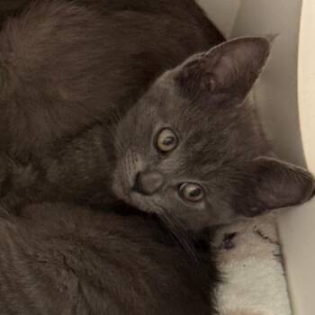 Taro -  Domestic Short Hair Cat for Adoption in Cumming, Georgia - Taro | PetCurious