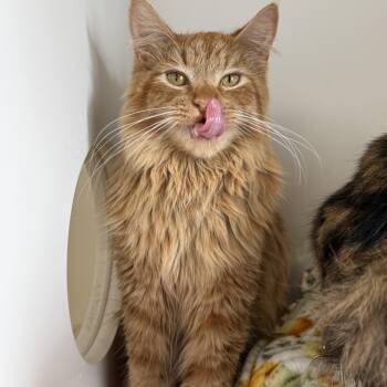 Gouda -  Tabby Cat for Adoption in Newport Beach, California - Gouda | PetCurious