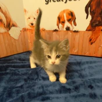 Rescue Dilute Tortoiseshell Cats for Adoption in Stanwood, Washington - Heliotrope - Kitten | PetCurious