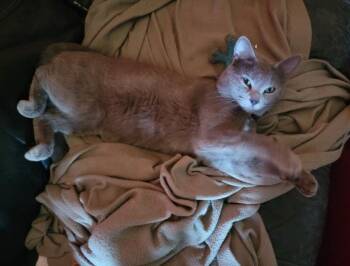 Rescue Domestic Short Hair Cats for Adoption in Warr Acres, Oklahoma - Gandalf The Grey | PetCurious