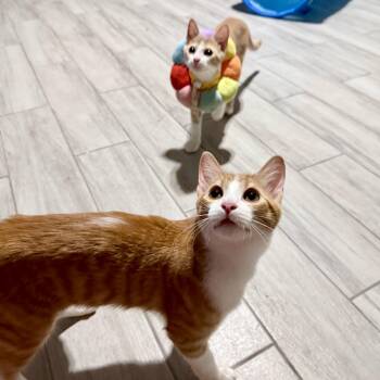 Rescue Domestic Short Hair Cats for Adoption in Allen, Texas - Goldie | PetCurious