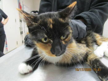 Rescue Domestic Short Hair Cats for Adoption in Marietta, Georgia - (604) | PetCurious