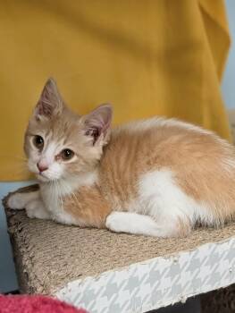 Delta - Sweet and affectionate -  Domestic Short Hair Cat for Adoption in Muskego, Wisconsin - Delta - Sweet And Affectionate | PetCurious