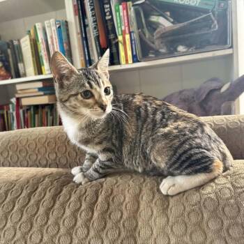 Ellie -  Domestic Short Hair Cat for Adoption in Gladstone, Oregon - Ellie | PetCurious
