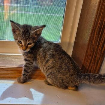 Truffle -  Domestic Short Hair Cat for Adoption in Chaska, Minnesota - Truffle | PetCurious