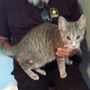 Fluff -  Domestic Short Hair Cat for Adoption in Shelbyville, Indiana - Fluff | PetCurious