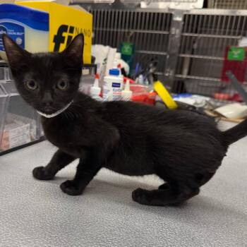 Benny -  Domestic Short Hair Cat for Adoption in Spokane, Washington - Benny | PetCurious