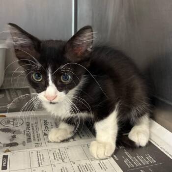 Dap -  Domestic Short Hair Cat for Adoption in San Antonio, Texas - Dap | PetCurious